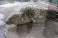 FEATURE - Geschwächte Robbe am Elbstrand in Hamburg aufgefunden