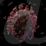 NEWS - Coronavirus:  Visualisierungsstudio hat das detaillierteste und wissenschaftlich genaueste 3D-Modell erstellt