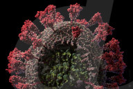 NEWS - Coronavirus:  Visualisierungsstudio hat das detaillierteste und wissenschaftlich genaueste 3D-Modell erstellt