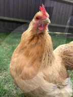FEATURE -   Verücktes Huhn: Kristine Jones rettet Geflügel vor dem Schlachthaus