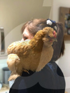 FEATURE -   Verücktes Huhn: Kristine Jones rettet Geflügel vor dem Schlachthaus