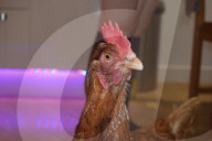 FEATURE -   Verücktes Huhn: Kristine Jones rettet Geflügel vor dem Schlachthaus