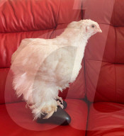 FEATURE -   Verücktes Huhn: Kristine Jones rettet Geflügel vor dem Schlachthaus