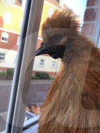 FEATURE -   Verücktes Huhn: Kristine Jones rettet Geflügel vor dem Schlachthaus