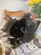 FEATURE -   Verücktes Huhn: Kristine Jones rettet Geflügel vor dem Schlachthaus