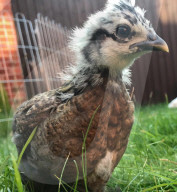 FEATURE -   Verücktes Huhn: Kristine Jones rettet Geflügel vor dem Schlachthaus