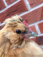 FEATURE -   Verücktes Huhn: Kristine Jones rettet Geflügel vor dem Schlachthaus