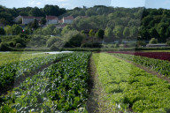 NEWS -  Gemüse-Ernte in Mesnil-le-Roi
 bei Paris