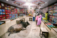 Bull in a Saree Shop