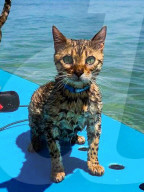 FEATURE - Kein bischen wasserscheu: Katzenhalterin nimmt ihre beiden Hauskatzen mit zum Surfen und Stehpaddeln