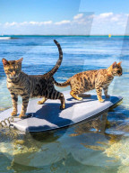FEATURE - Kein bischen wasserscheu: Katzenhalterin nimmt ihre beiden Hauskatzen mit zum Surfen und Stehpaddeln