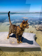 FEATURE - Kein bischen wasserscheu: Katzenhalterin nimmt ihre beiden Hauskatzen mit zum Surfen und Stehpaddeln
