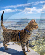 FEATURE - Kein bischen wasserscheu: Katzenhalterin nimmt ihre beiden Hauskatzen mit zum Surfen und Stehpaddeln
