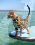 FEATURE - Kein bischen wasserscheu: Katzenhalterin nimmt ihre beiden Hauskatzen mit zum Surfen und Stehpaddeln