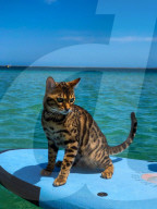 FEATURE - Kein bischen wasserscheu: Katzenhalterin nimmt ihre beiden Hauskatzen mit zum Surfen und Stehpaddeln