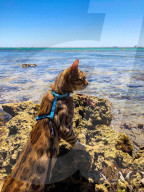 FEATURE - Kein bischen wasserscheu: Katzenhalterin nimmt ihre beiden Hauskatzen mit zum Surfen und Stehpaddeln