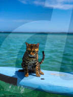 FEATURE - Kein bischen wasserscheu: Katzenhalterin nimmt ihre beiden Hauskatzen mit zum Surfen und Stehpaddeln