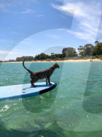 FEATURE - Kein bischen wasserscheu: Katzenhalterin nimmt ihre beiden Hauskatzen mit zum Surfen und Stehpaddeln
