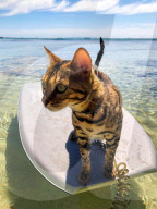 FEATURE - Kein bischen wasserscheu: Katzenhalterin nimmt ihre beiden Hauskatzen mit zum Surfen und Stehpaddeln