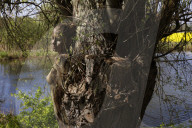 FEATURE -  Gut getarnt! Nature Art Bodypainting Model vor einem Baum fast nicht zu erkennen