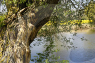FEATURE -  Gut getarnt! Nature Art Bodypainting Model vor einem Baum fast nicht zu erkennen