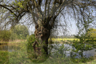 FEATURE -  Gut getarnt! Nature Art Bodypainting Model vor einem Baum fast nicht zu erkennen