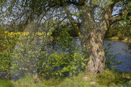 FEATURE -  Gut getarnt! Nature Art Bodypainting Model vor einem Baum fast nicht zu erkennen