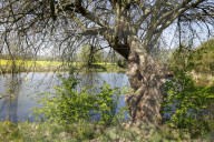 FEATURE -  Gut getarnt! Nature Art Bodypainting Model vor einem Baum fast nicht zu erkennen
