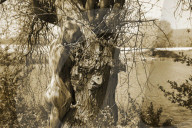 FEATURE -  Gut getarnt! Nature Art Bodypainting Model vor einem Baum fast nicht zu erkennen