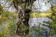 FEATURE -  Gut getarnt! Nature Art Bodypainting Model vor einem Baum fast nicht zu erkennen