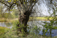 FEATURE -  Gut getarnt! Nature Art Bodypainting Model vor einem Baum fast nicht zu erkennen