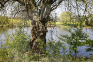 FEATURE -  Gut getarnt! Nature Art Bodypainting Model vor einem Baum fast nicht zu erkennen