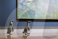 FEATURE -  Pinguine machen einen Tagesausflug zu Kunstmuseum in Missouri