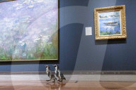 FEATURE -  Pinguine machen einen Tagesausflug zu Kunstmuseum in Missouri