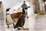 FEATURE -  Pinguine machen einen Tagesausflug zu Kunstmuseum in Missouri