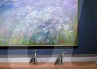 FEATURE -  Pinguine machen einen Tagesausflug zu Kunstmuseum in Missouri