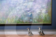 FEATURE -  Pinguine machen einen Tagesausflug zu Kunstmuseum in Missouri