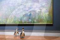 FEATURE -  Pinguine machen einen Tagesausflug zu Kunstmuseum in Missouri