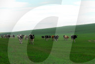 FEATURE -  Milchviehhaltung in Nordchinas autonomer Region Innere Mongolei
