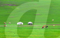 FEATURE -  Milchviehhaltung in Nordchinas autonomer Region Innere Mongolei
