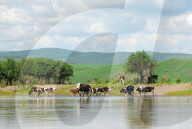 FEATURE -  Milchviehhaltung in Nordchinas autonomer Region Innere Mongolei
