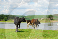 FEATURE -  Milchviehhaltung in Nordchinas autonomer Region Innere Mongolei
