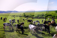FEATURE -  Milchviehhaltung in Nordchinas autonomer Region Innere Mongolei
