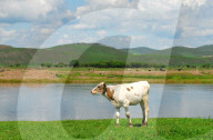 FEATURE -  Milchviehhaltung in Nordchinas autonomer Region Innere Mongolei
