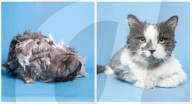 FEATURE - Tierklinik rasiert ein Kilo Haare von fellverfilzter Katze