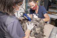 FEATURE - Tierklinik rasiert ein Kilo Haare von fellverfilzter Katze