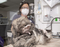 FEATURE - Tierklinik rasiert ein Kilo Haare von fellverfilzter Katze
