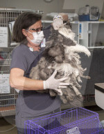FEATURE - Tierklinik rasiert ein Kilo Haare von fellverfilzter Katze