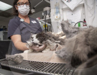 FEATURE - Tierklinik rasiert ein Kilo Haare von fellverfilzter Katze