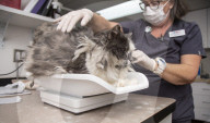 FEATURE - Tierklinik rasiert ein Kilo Haare von fellverfilzter Katze